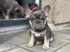 Photo №1. french bulldog - for sale in the city of Berlin | 400$ | Announcement № 38249