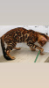Photo №4. I will sell bengal cat in the city of Minsk. from nursery - price - 400$