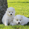 Photo №1. non-pedigree dogs - for sale in the city of Лобетал | 490$ | Announcement № 89892