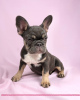 Photo №4. I will sell french bulldog in the city of Москва. from nursery - price - 781$