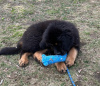 Photo №2 to announcement № 23653 for the sale of tibetan mastiff - buy in United States from the shelter