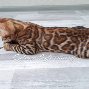 Photo №4. I will sell bengal cat in the city of Miass. private announcement, from nursery, breeder - price - negotiated