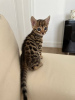 Photo №2 to announcement № 96246 for the sale of bengal cat - buy in Germany private announcement