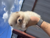 Additional photos: spitz puppies