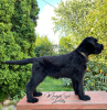 Additional photos: Giant Schnauzer puppies (3 months)