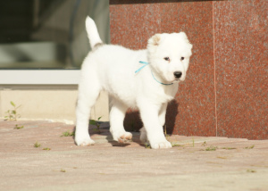 Photo №3. Puppy of the Central Asian Shepherd Dog (CAO, Alabai) white-fawn boy. Russian Federation