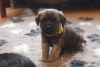 Additional photos: Border terrier pupies