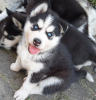 Photo №1. siberian husky - for sale in the city of Юлихярмя | 1057$ | Announcement № 110194