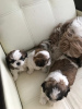 Photo №2 to announcement № 10674 for the sale of shih tzu - buy in Russian Federation private announcement