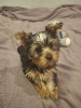 Additional photos: Yorkie puppy.