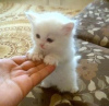Photo №2 to announcement № 64613 for the sale of persian cat - buy in Germany breeder