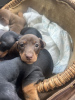 Photo №2 to announcement № 103824 for the sale of dachshund - buy in United States 
