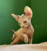 Photo №1. sphynx-katze - for sale in the city of St. Petersburg | 207$ | Announcement № 31164