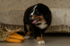 Photo №1. bernese mountain dog - for sale in the city of Minsk | 1419$ | Announcement № 13214