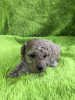 Photo №1. poodle (dwarf) - for sale in the city of Zrenjanin | negotiated | Announcement № 97760