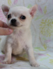 Photo №2 to announcement № 11263 for the sale of chihuahua - buy in Russian Federation from nursery, breeder