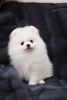 Photo №1. pomeranian - for sale in the city of Aarau | negotiated | Announcement № 19664