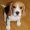 Photo №1. non-pedigree dogs - for sale in the city of Berlin | negotiated | Announcement № 82209