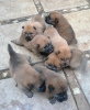 Photo №1. chow chow - for sale in the city of Kreivilä | Is free | Announcement № 124066