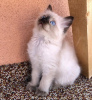 Photo №2 to announcement № 101780 for the sale of birman - buy in Germany private announcement, from nursery, breeder