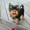 Photo №2 to announcement № 30132 for the sale of yorkshire terrier - buy in United Kingdom private announcement