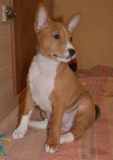 Photo №4. I will sell basenji in the city of Kirov. from nursery - price - 630$