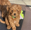 Photo №1. poodle (toy) - for sale in the city of Dubai | negotiated | Announcement № 34873