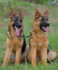 Photo №3. German Shepherd puppies. FCI.. United States