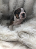 Photo №3. Healthy English Bulldog Puppies for sale. Germany