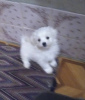 Photo №1. maltese dog - for sale in the city of Kiev | 922$ | Announcement № 8419