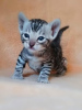 Additional photos: Bengal kittens for sale