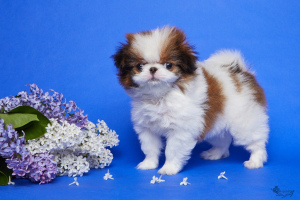 Photo №2 to announcement № 2856 for the sale of japanese chin - buy in Russian Federation from nursery