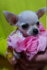 Additional photos: Princess mini chihuahuas