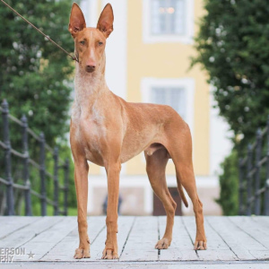 Photo №4. I will sell pharaoh hound in the city of St. Petersburg. breeder - price - 1650$