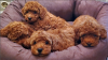 Photo №2 to announcement № 110318 for the sale of poodle (toy) - buy in Germany private announcement, breeder