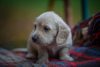 Photo №1. dachshund - for sale in the city of Kiev | 1053$ | Announcement № 8112