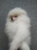 Photo №4. I will sell pomeranian in the city of Dnipro. breeder - price - 354$