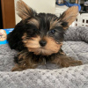 Photo №4. I will sell yorkshire terrier in the city of Birmingham. private announcement - price - 432$