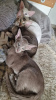 Photo №1. siamese cat - for sale in the city of Berlin | Is free | Announcement № 125403