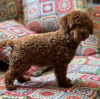 Additional photos: Toy Poodle puppies for sale