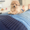 Photo №3. Male and Female Toy poodle for adoption.. Germany