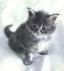 Photo №3. Adorable kittens for free adoption near you in United States