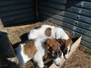 Photo №4. I will sell borzoi in the city of Tver. private announcement - price - 130$