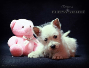 Photo №3. West Highland White Terrier from a superb pair!. Moldova