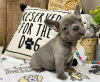 Photo №2 to announcement № 37362 for the sale of non-pedigree dogs - buy in Belgium breeder
