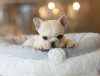 Photo №2 to announcement № 64323 for the sale of french bulldog - buy in Germany 