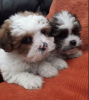 Photo №1. shih tzu - for sale in the city of Stockholm | negotiated | Announcement № 113192