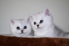 Additional photos: Lovely British shorthair kittens with home training for sale