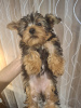 Additional photos: Yorkie puppy.