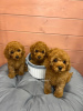 Photo №1. poodle (dwarf) - for sale in the city of Людвигсфельде | negotiated | Announcement № 67196